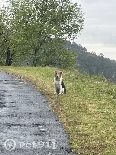 Chien tricolore perdu près de la N106 - photo