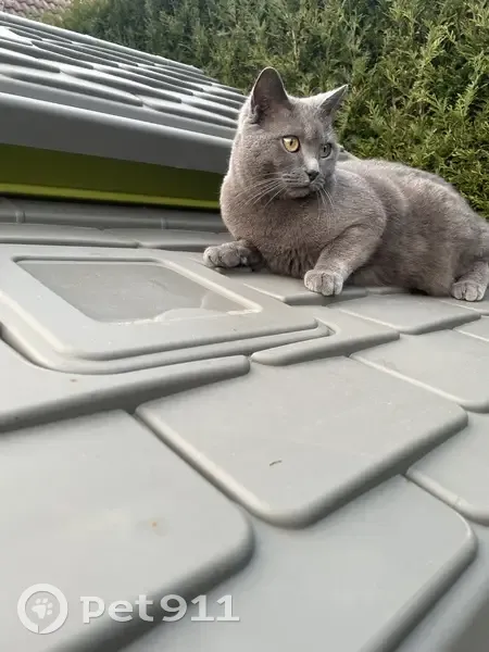 Chat Chartreux perdu à Mérignies - photo