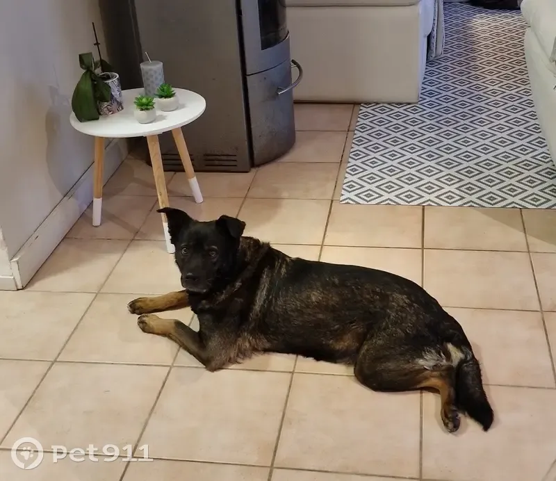 Avis de recherche: LILA, chienne égarée - photo
