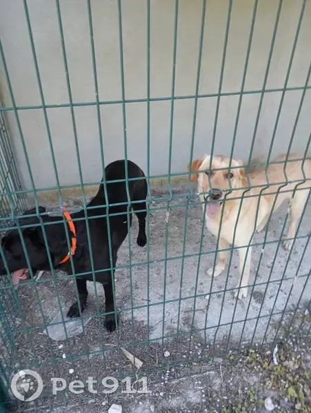 Chien noir et golden trouvés - photo