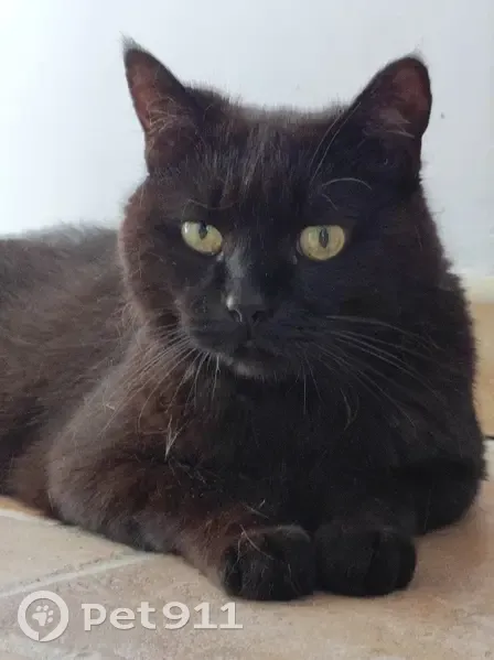 Chatte noire épileptique perdue - photo