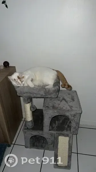 Chat blanc tacheté perdu à Fontenay - photo