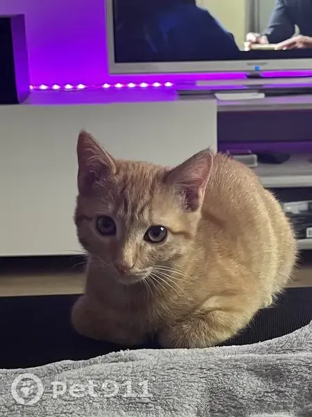 Chatte Tirou perdue à Pontarlier - photo