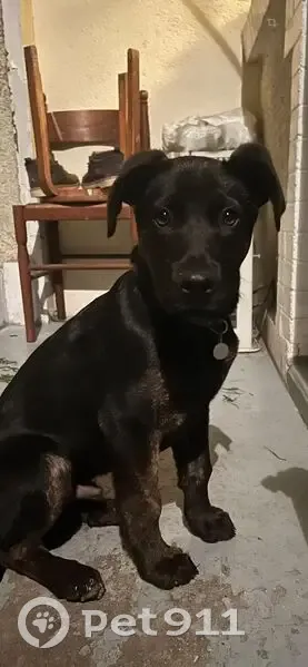 Chiot Labrador Perdu à Colombes - photo
