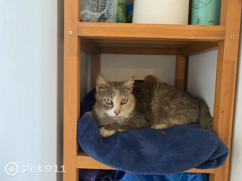 Chatte écaille trouvée à Theuley - photo