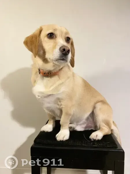 Beagle perdu à Agen - Aidez-nous - photo