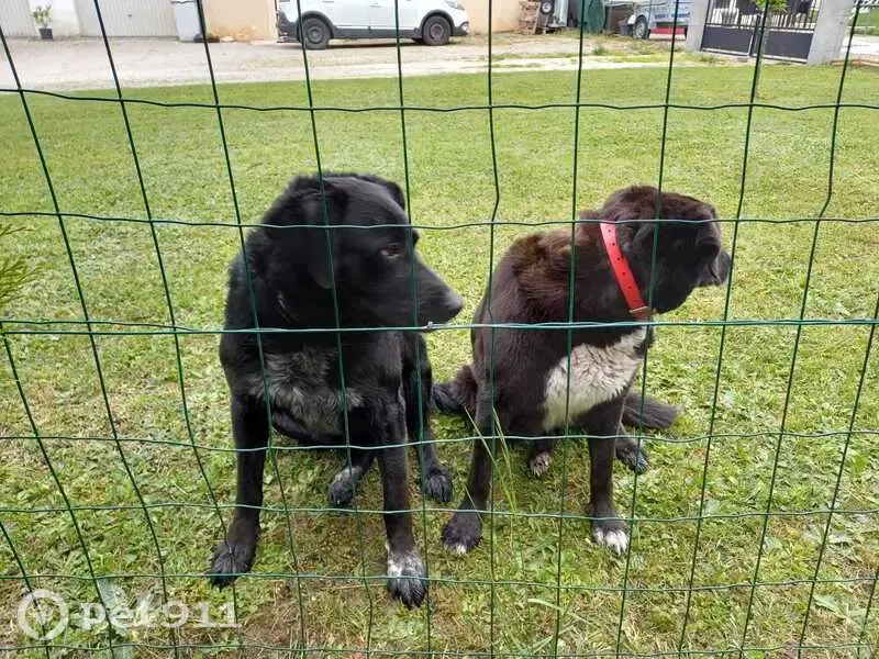 Chiens perdus: 1 rose, 1 bleu - photo