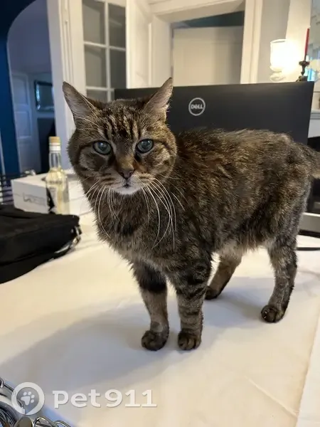 Chat senior tigré perdu à Souffel - photo