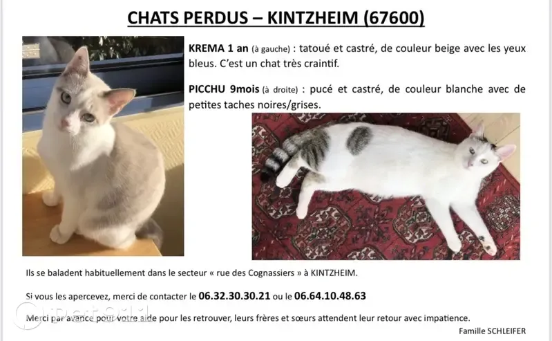 Chat perdu à Kintzheim 10, Tétras - photo