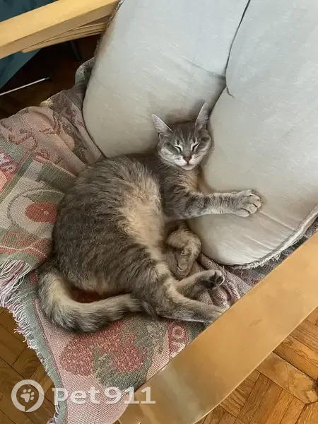 Chatte tigrée perdue à Armissan - photo