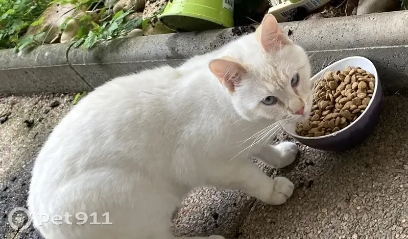 Chat blanc et roux trouvé - photo