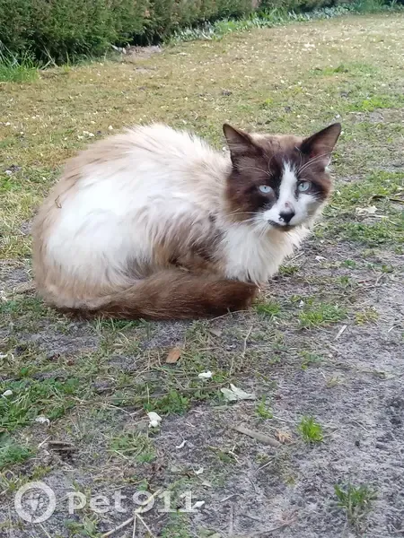 Chat errant mal en point trouvé - photo