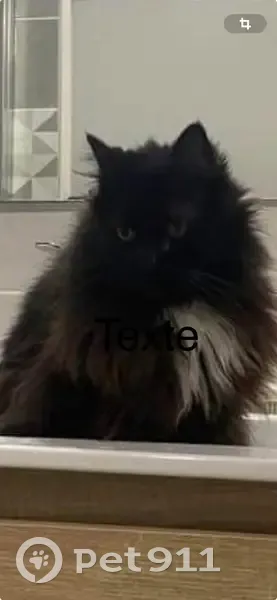 Chat malade volé à Sète - photo