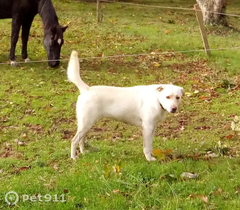 Labrador femelle perdue - 3 ans - photo
