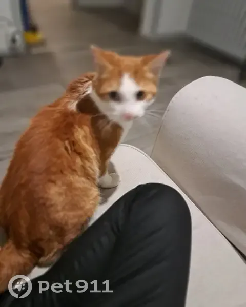 Chat perdu à Artix, Place de Gaulle - photo