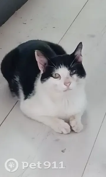 Chat noir/blanc perdu - Le Névizit - photo