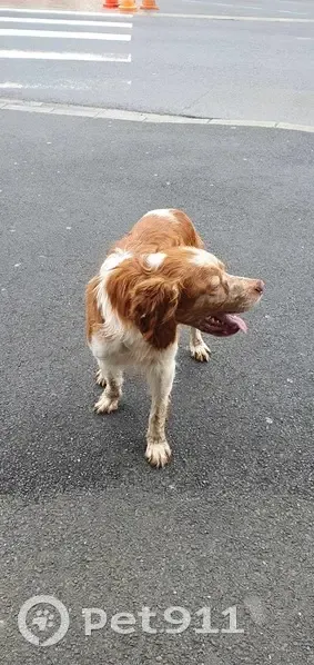 Chien perdu à La Haye-du-Puits - photo