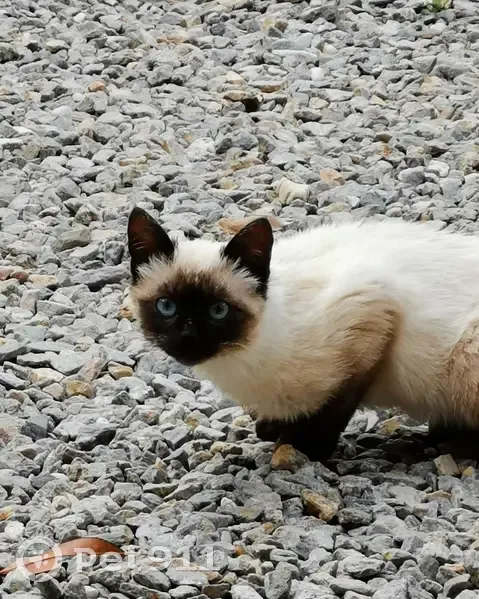 Chat peureux trouvé à Turgon - photo