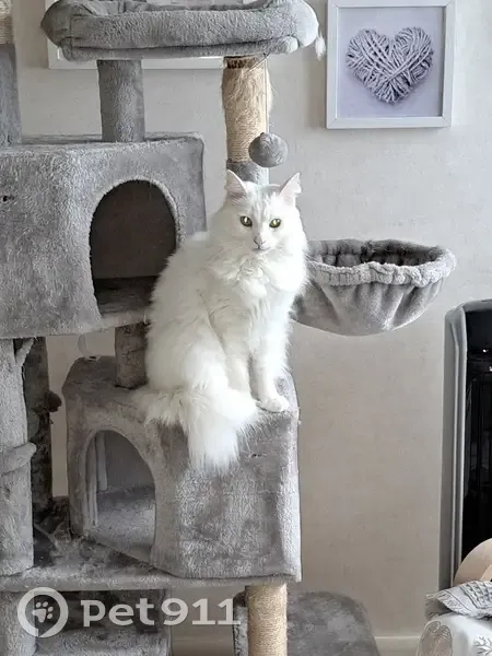 Chat blanc vairon perdu à Vaires - photo