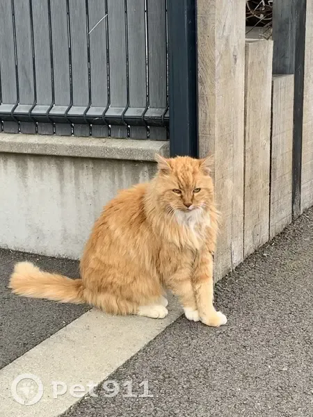 Chat roux poil long trouvé - photo
