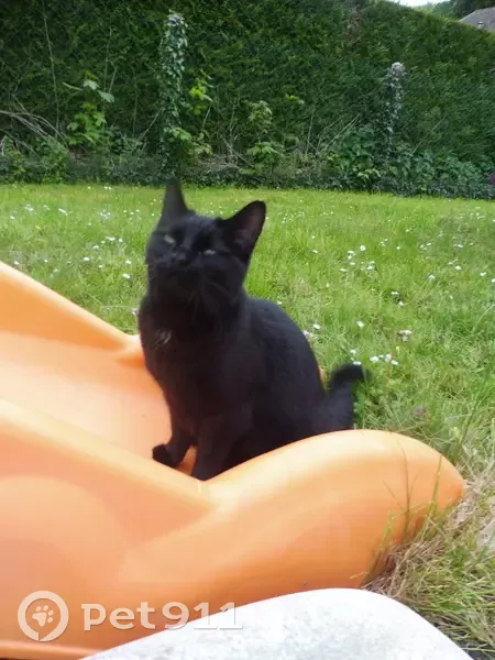 Chatte noire trouvée à Epernon - photo