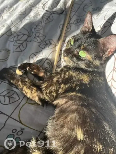 Chatte écaille perdue - Ambrières - photo
