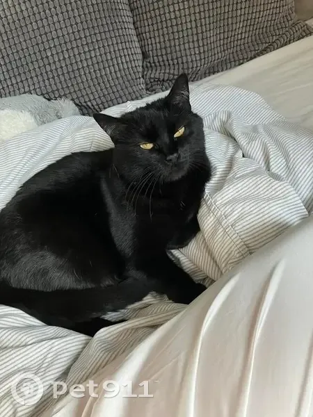 Recherche Téa, chat noir et blanc - photo