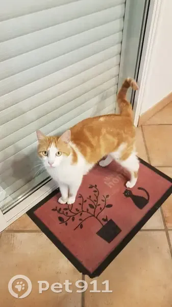 Sango, chat blanc/roux perdu à Nantes - photo
