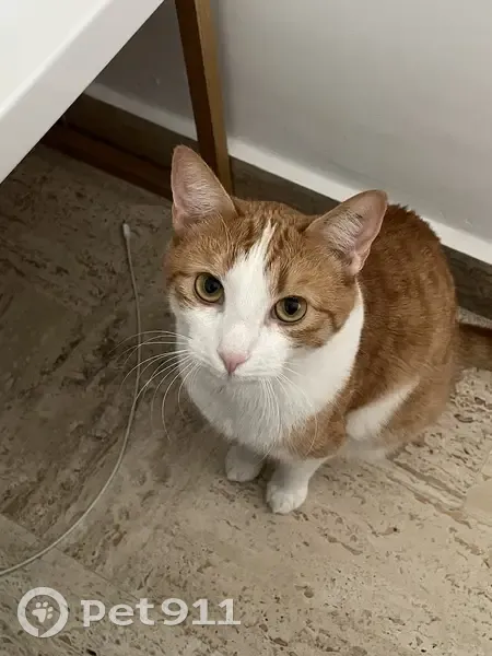 Chatte perdue à Cannes - Aidez! - photo