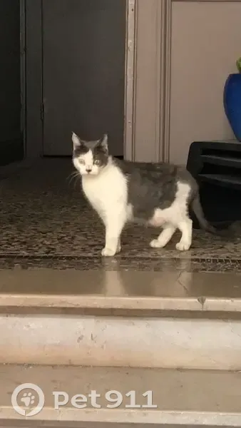 Chat gris-blanc sociable trouvé - photo