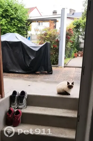 Chat siamois trouvé à Montluçon - photo