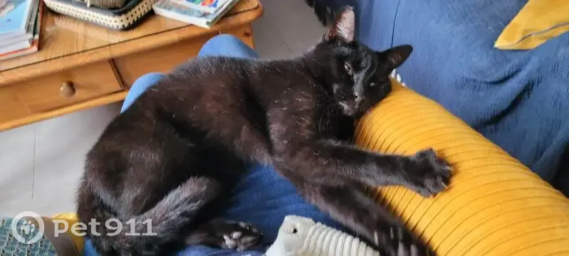 Avis de recherche: Chat noir perdu - photo