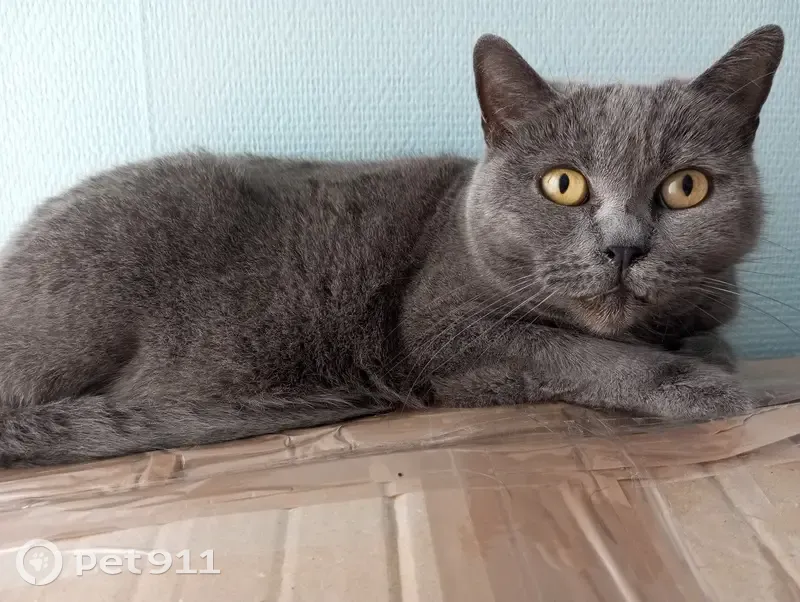 Chatte chartreux perdue à St-Quentin - photo