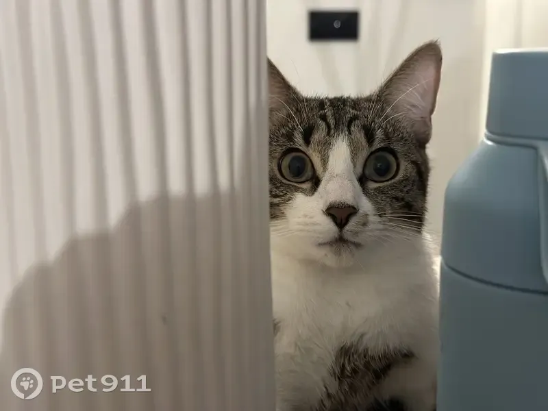 Chat tigré perdu à Cergy - photo