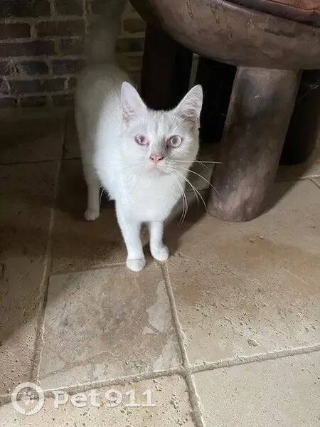 Chatte blanche perdue à Nogent - photo