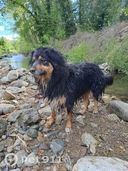 Chien perdu à Catllar 9h - photo