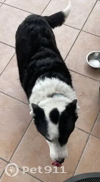 Chienne border collie trouvée - photo