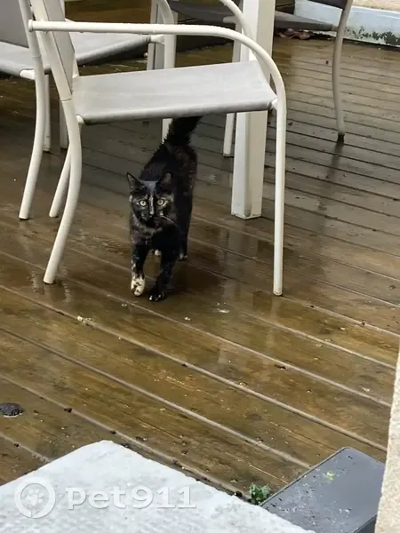 Chat écaille sauvé à Bourges - photo