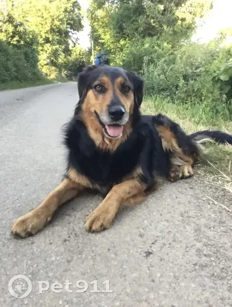 Chienne croisée perdue à Landudal - photo