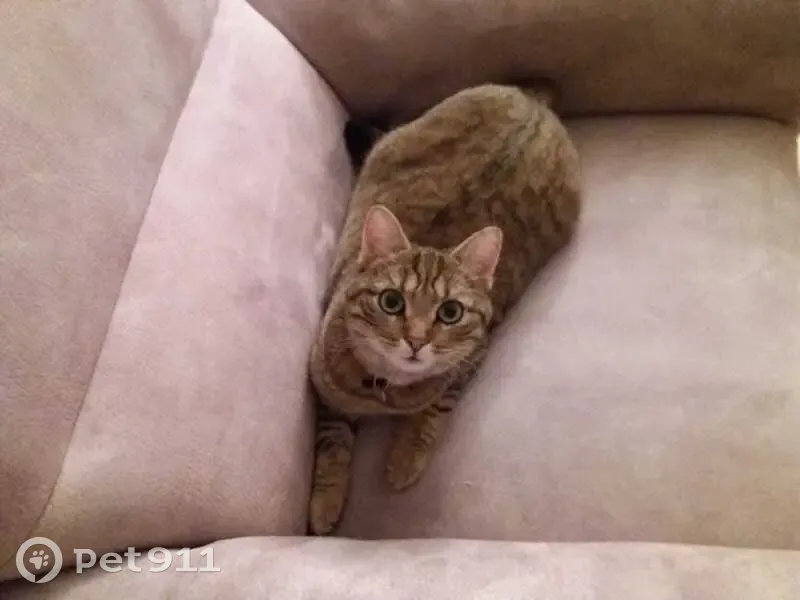 Chatte CHOUCHOU perdue aux Essarts - photo