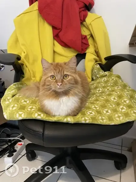 Chatte Maine Coon perdue à Montpellier - photo