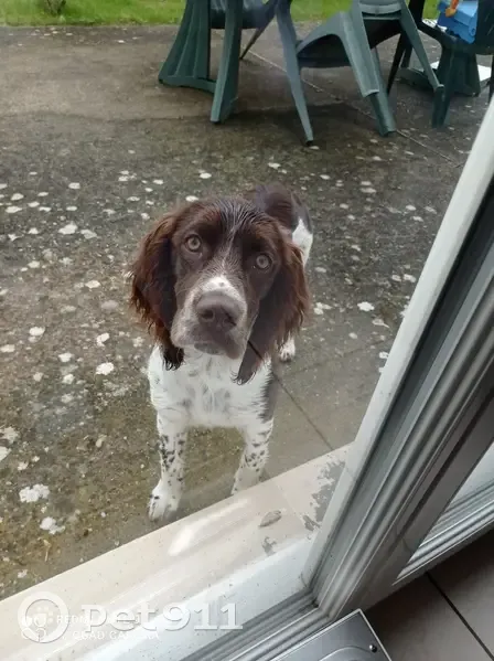 Chien marron/blanc perdu à Marville - photo