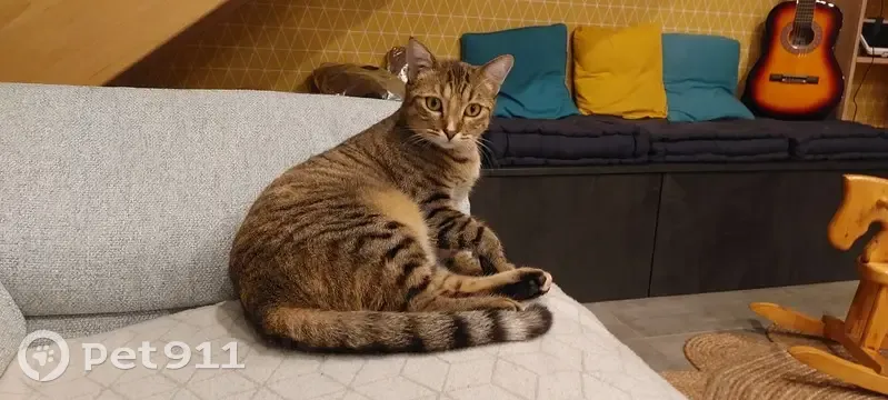 Chatte tigrée perdue à Septème - photo