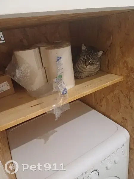 Chatte grise perdue à Chaniers - photo