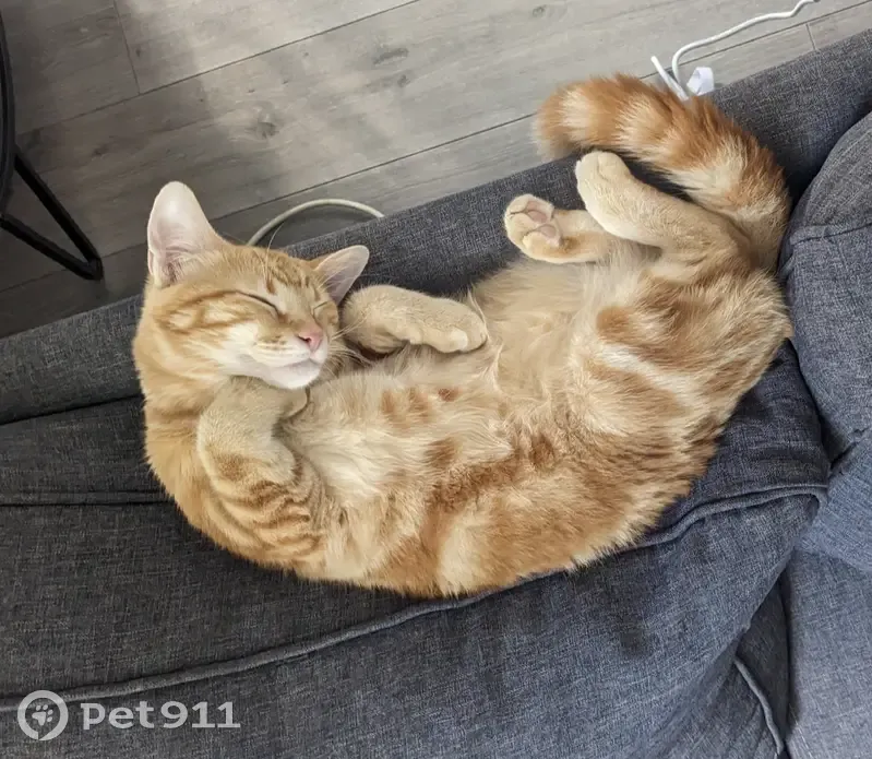 Chat roux tatoué disparu à Narbonne - photo