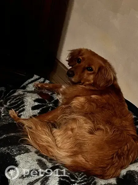 Loulou, croisé golden perdu - photo