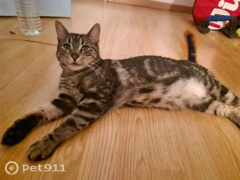 Chat tigré perdu, 3,49kg, Chelles - photo