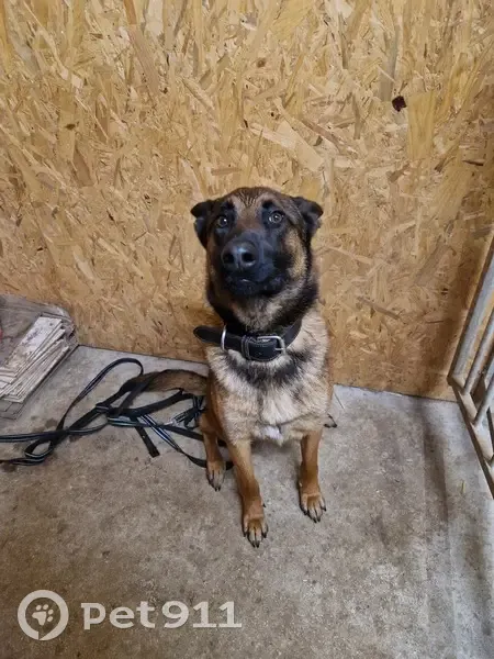 Trouvé: Chien sociable à Sorans - photo