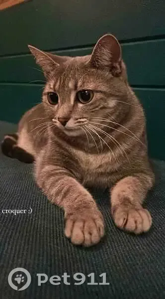 Chatte grise perdue à Lyon - photo