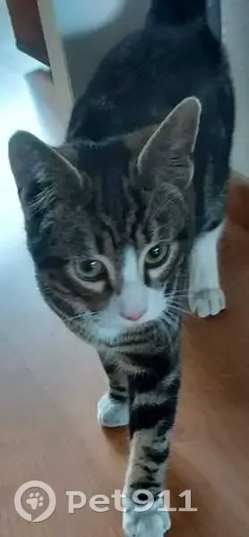 Chat tigré perdu retrouvé à Lille - photo